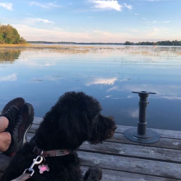 Meet your Posher, Mireille - Picture 1 of 1